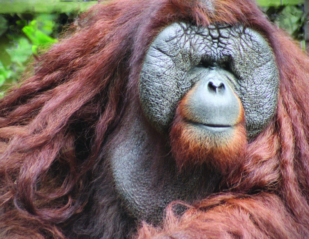 Going Ape at the Center for Great Apes in Central Florida