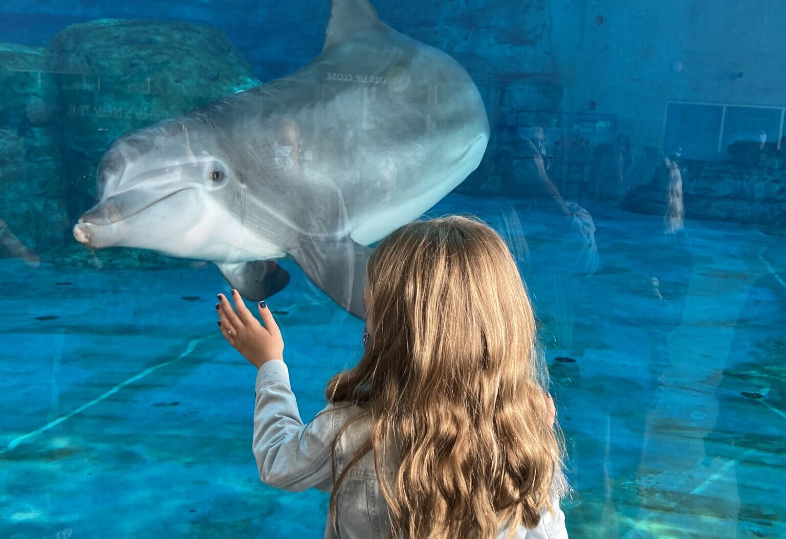Dolphins, Dali & Discovery: A Family Trip To Clearwater Beach & St.  Petersburg