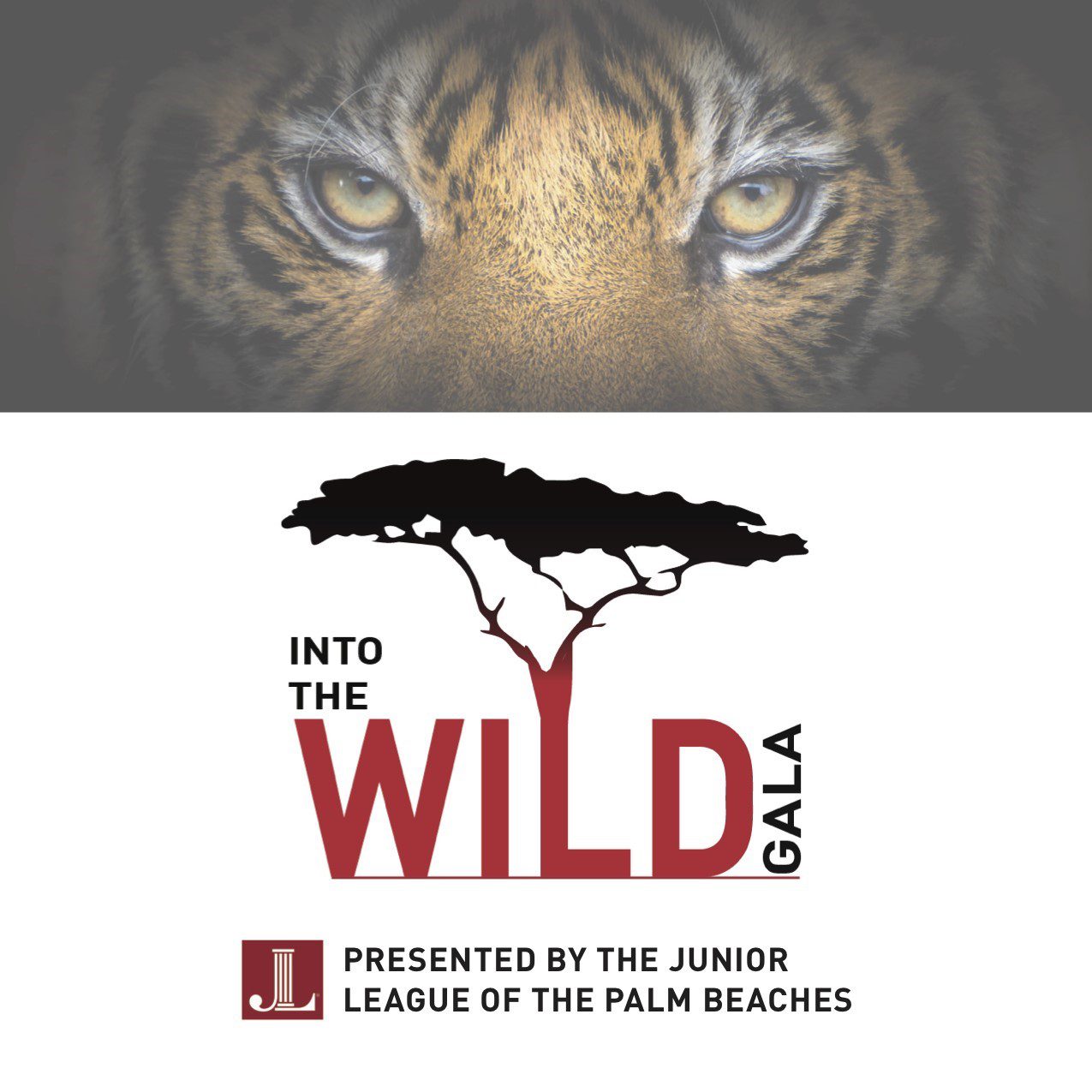 Tiger-Logo-copy-1-2-nhy2Sd.tmp_-JEd8jv.tmp_